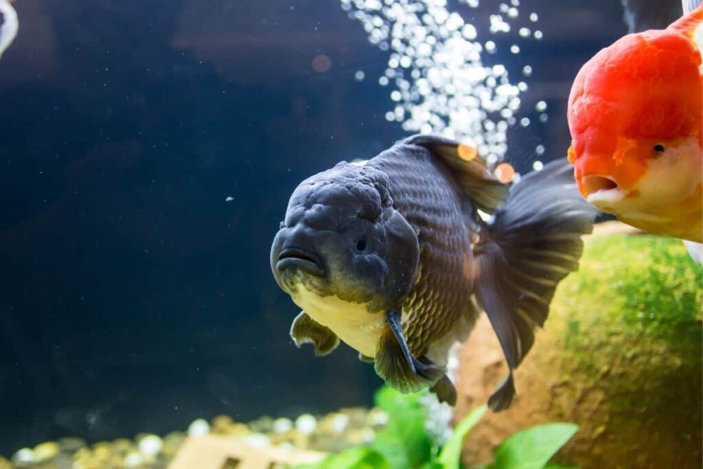 how to tame the goldfish brain